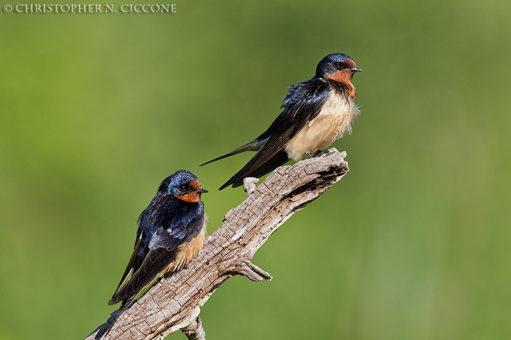 Barn Swallow