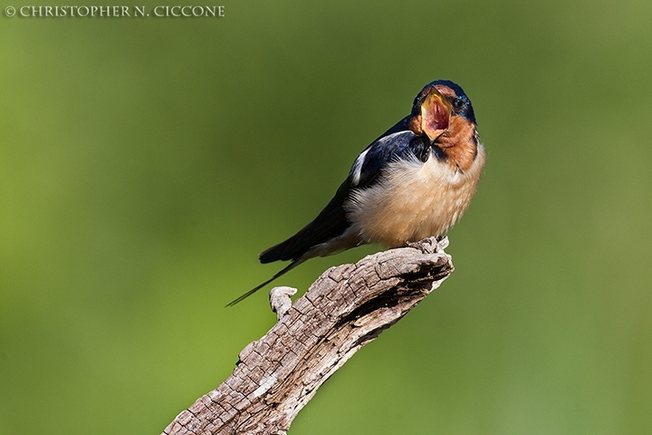 Barn Swallow