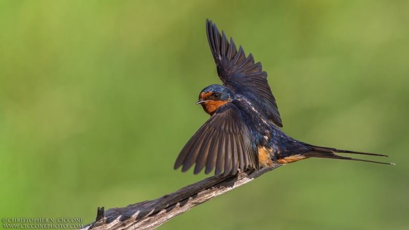 Barn Swallow