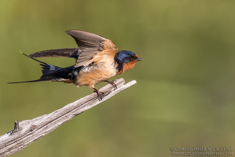 Barn Swallow