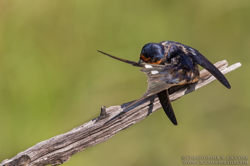 Barn Swallow