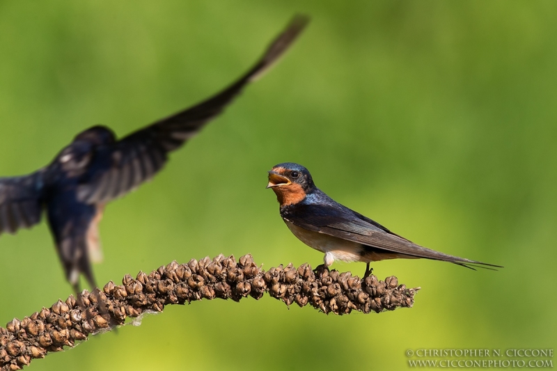 Barn Swallow