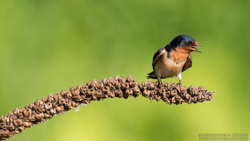 Barn Swallow