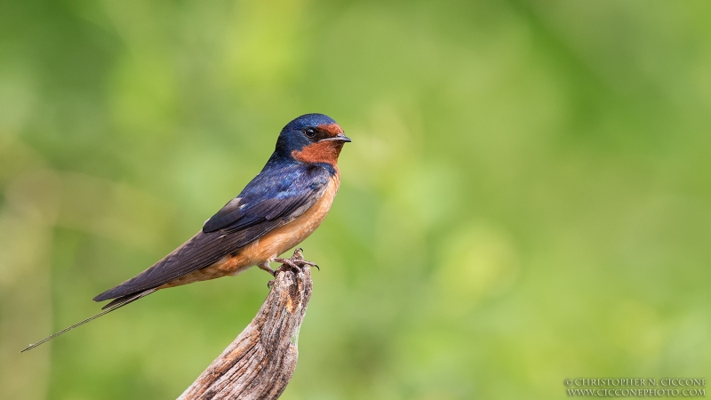 Barn Swallow