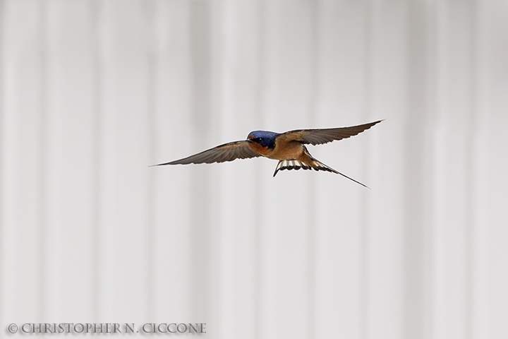 Barn Swallow