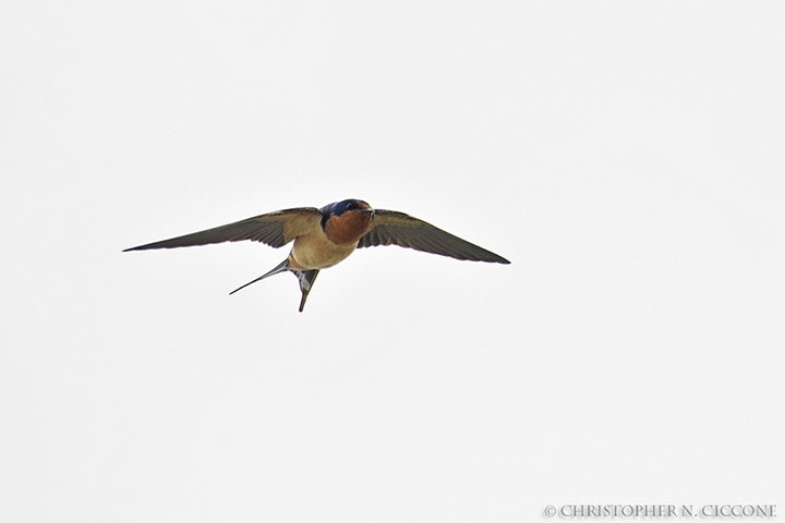 Barn Swallow