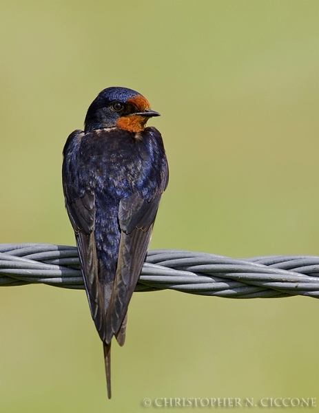 Barn Swallow