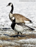 Barnacle Goose