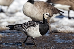 Barnacle Goose