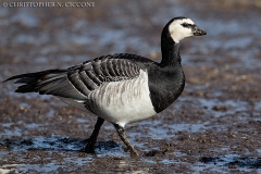 Barnacle Goose