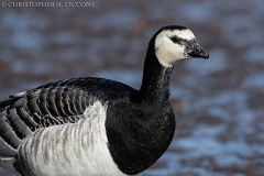 Barnacle Goose