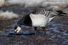 Barnacle Goose