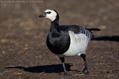 Barnacle Goose