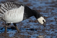 Barnacle Goose