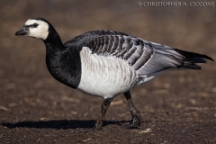 Barnacle Goose