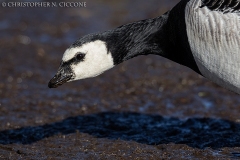 Barnacle Goose