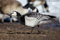 Barnacle Goose