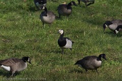 Barnacle Goose