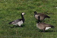 Barnacle Goose