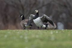 Barnacle Goose