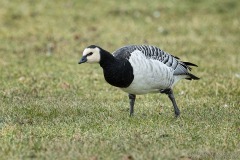 Barnacle Goose