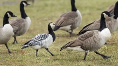 Barnacle Goose