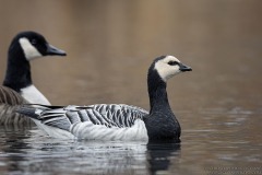 Barnacle Goose