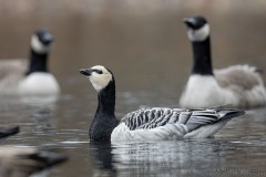 Barnacle Goose