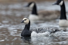 Barnacle Goose