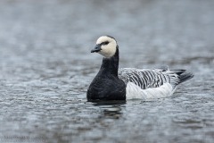 Barnacle Goose