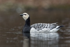 Barnacle Goose