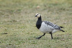 Barnacle Goose