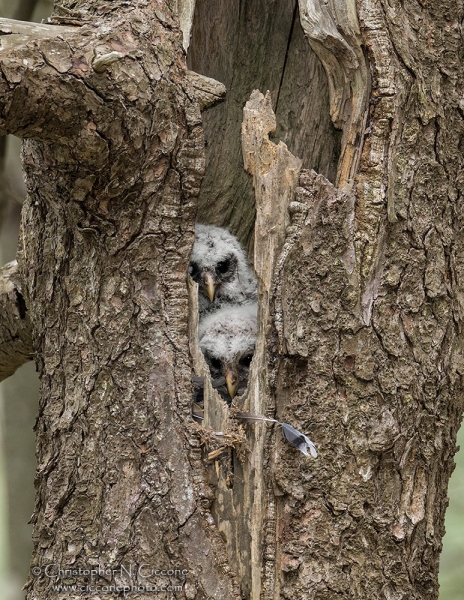 Barred Owl