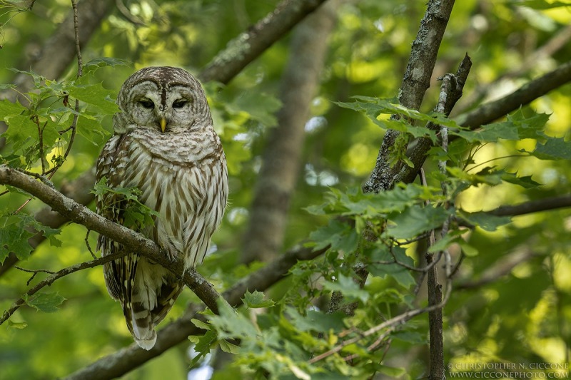 Barred Owl