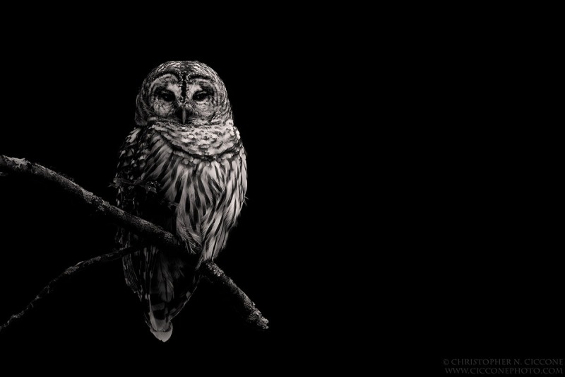 Barred Owl