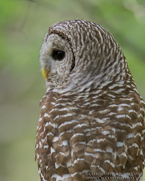 Barred Owl