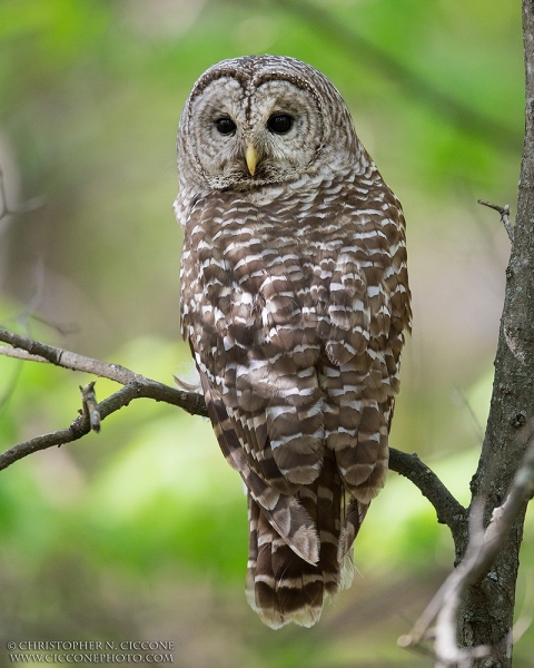 Barred Owl