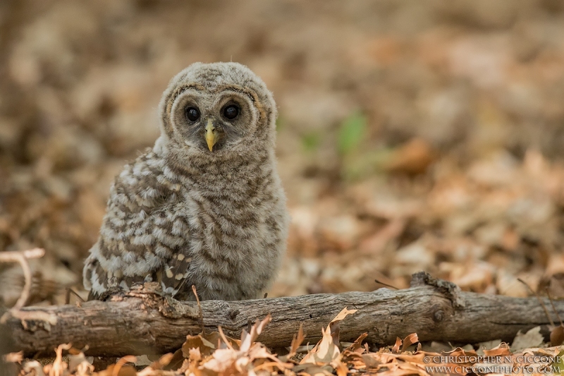 Barred Owl