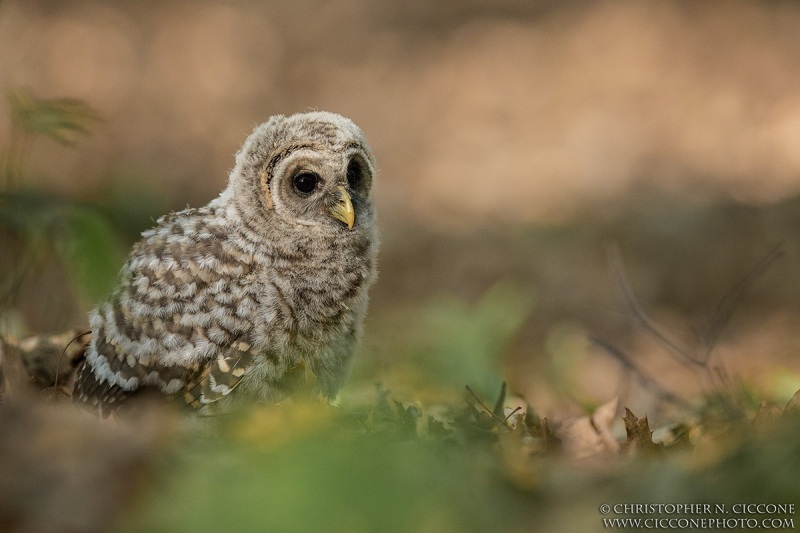 Barred Owl