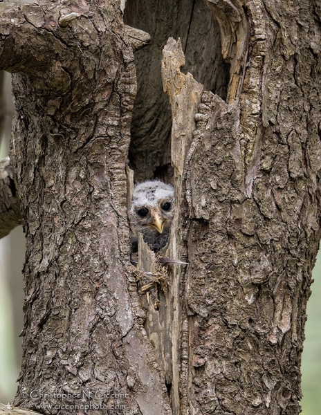 Barred Owl