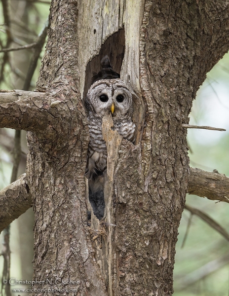 Barred Owl