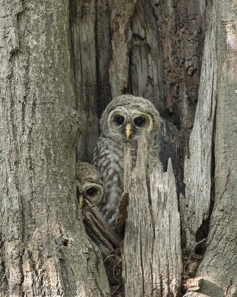 Barred Owl