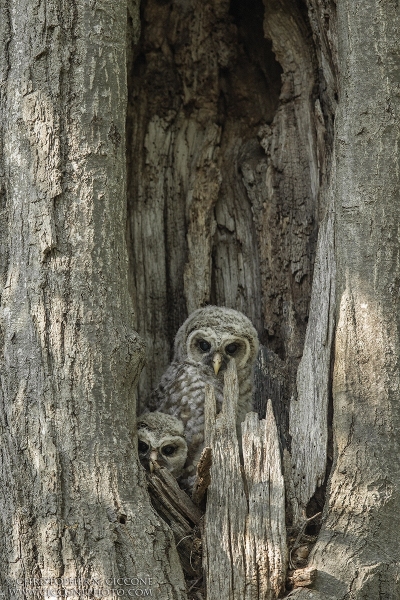 Barred Owl