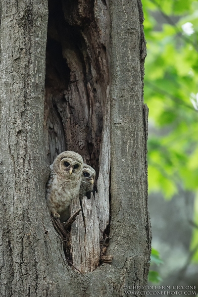 Barred Owl