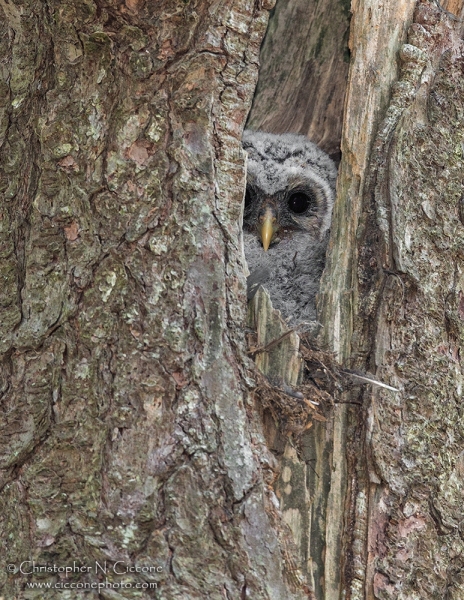 Barred Owl