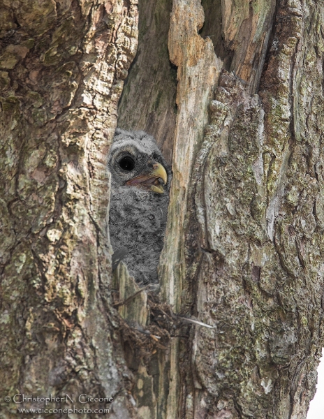 Barred Owl