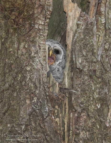 Barred Owl