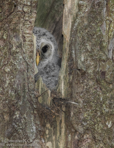 Barred Owl