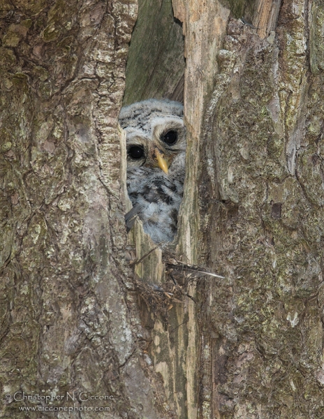 Barred Owl