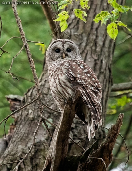 Barred Owl